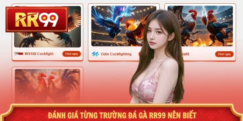 Đánh giá từng trường đá gà RR99 nên biết